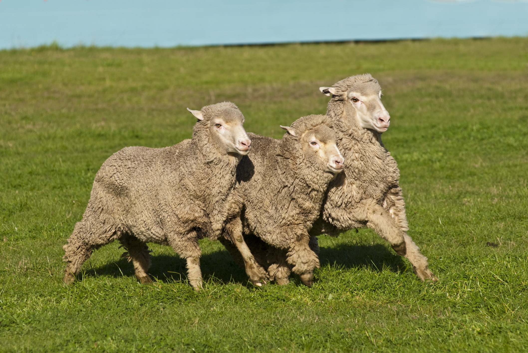 Mulesing - nicht bei JaWolle